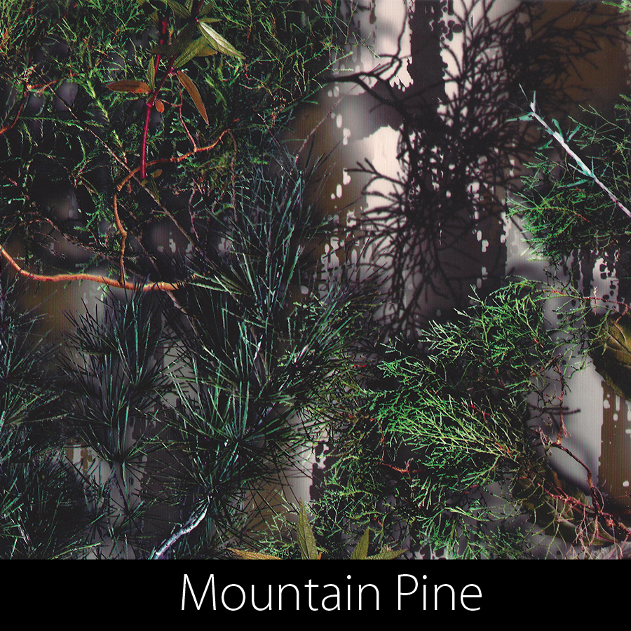 https://kidsgameon.com/wp-content/uploads/2016/10/Mountain-pine.jpg